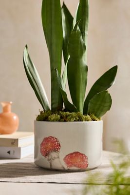 Italian Earthenware Mushroom Cylinder Planter