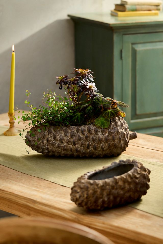 Concrete Pinecone Planter, Oblong #5