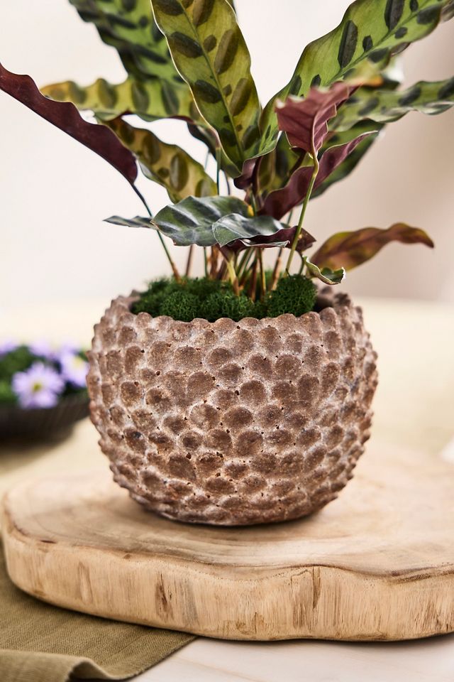 Concrete Pinecone Planter, Round #1