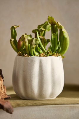 Terrain Pumpkin Stoneware Planter