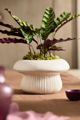 Terrain Toadstool Ceramic Planter In White