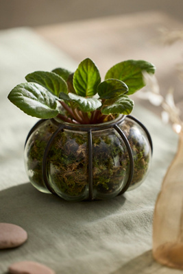 Terrain Iron + Glass Bubble Cylinder Vessel