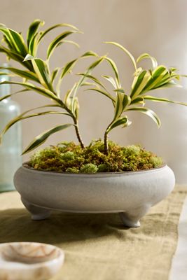 Earthenware Bonsai Bowl Planter