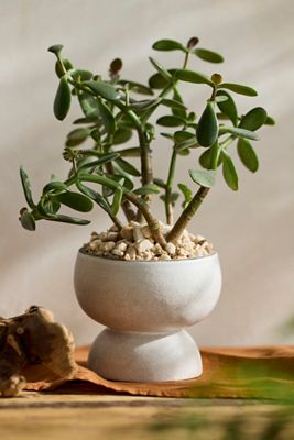 Rounded Pedestal Earthenware Urn Planter