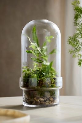 Glass Cloche Terrarium, Large