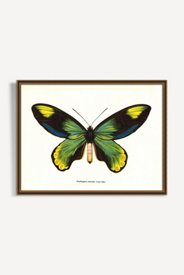 Artfully Walls Butterfly Wall Art