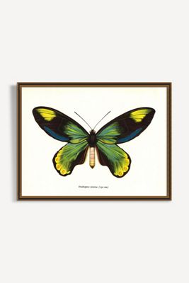 Butterfly Wall Art