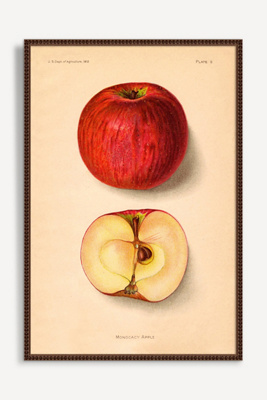 Artfully Walls Apples Wall Art