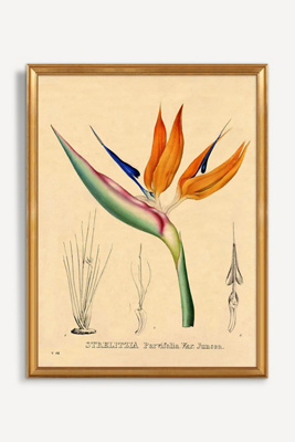 Artfully Walls Bird Of Paradise Wall Art