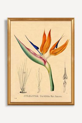 Bird of Paradise Wall Art
