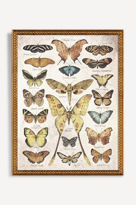 Butterflies and Moths Wall Art
