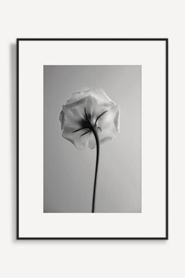 Flora in Black and White Wall Art