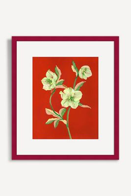 Hellebore Wall Art
