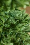 Faux Twinkling Pre-Lit Norway Spruce