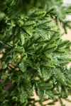 Faux Twinkling Pre-Lit Norway Spruce