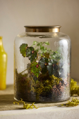Terrain Woodland Terrarium Kit In Multi