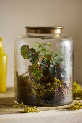 Woodland Terrarium Kit
