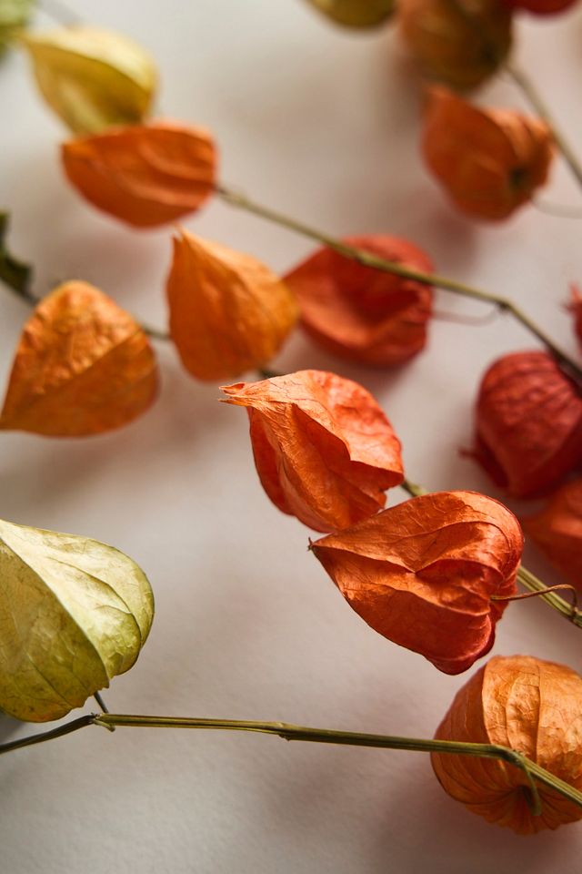 Dried Physalis Pod Bunch #1