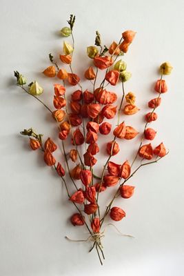 Dried Physalis Pod Bunch