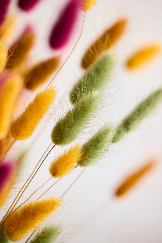 Preserved Lagurus Mix Bunch #1