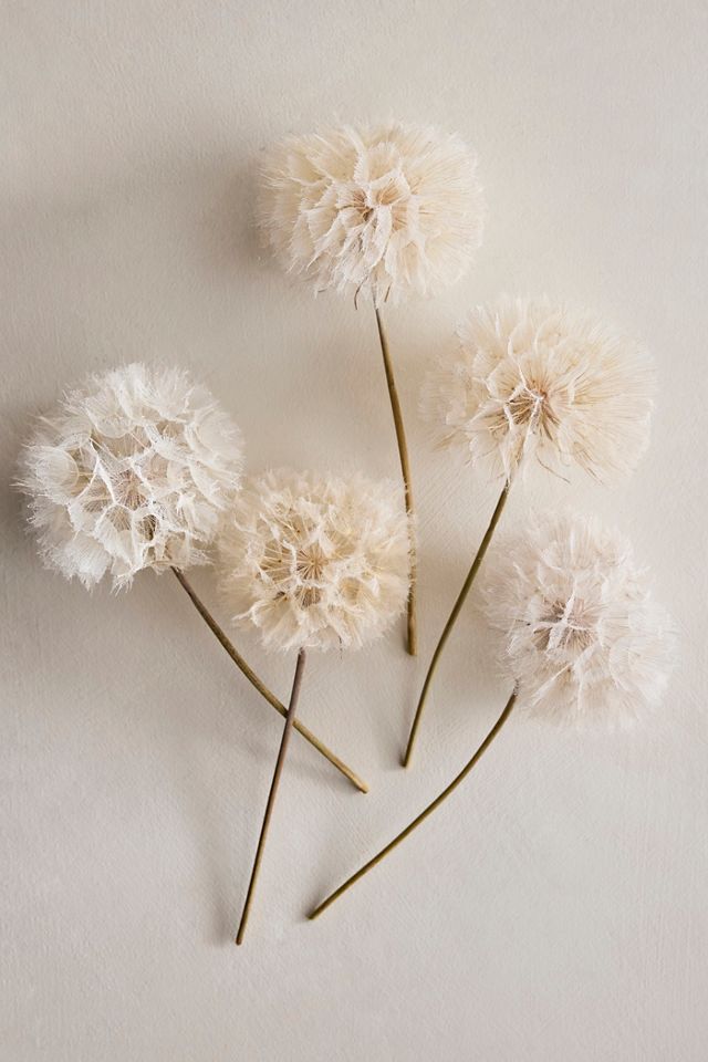 Dried Dandelion Stems, Set of 5 #2