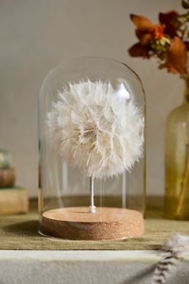 Preserved Dandelion Cloche