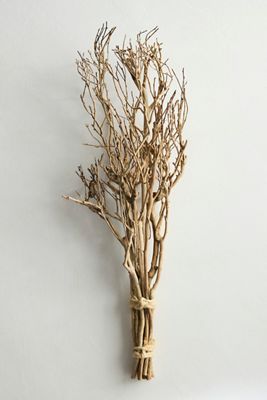 Dried Tea Tree Branches