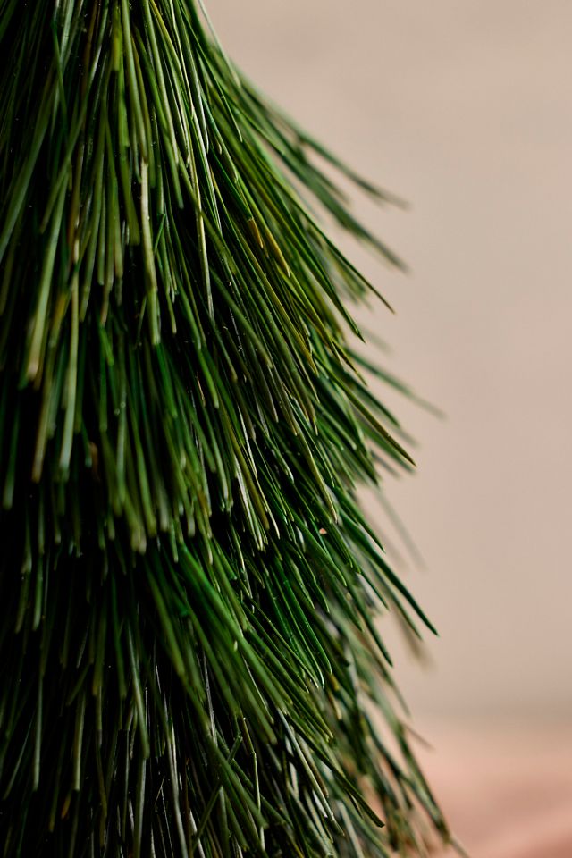 Preserved Spruce Cone #1
