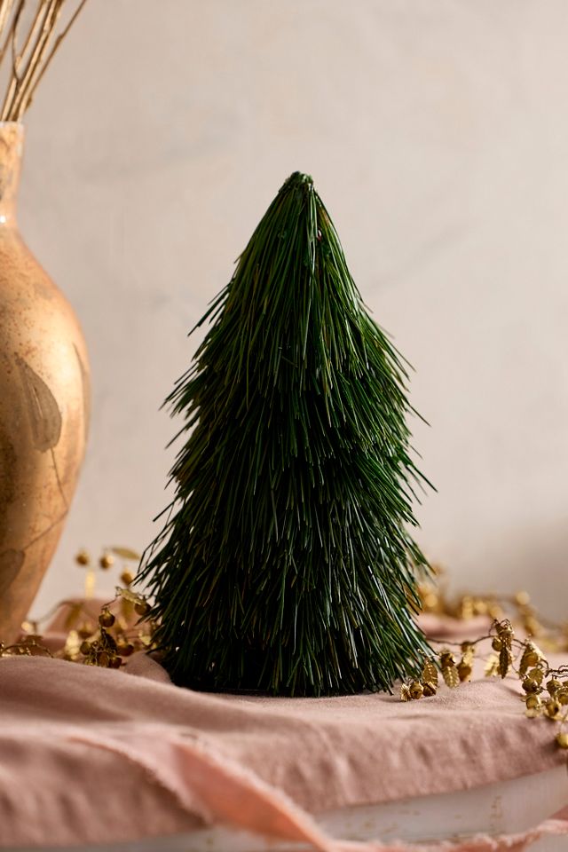 Preserved Spruce Cone #3
