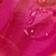 Pink Pattern