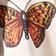Butterfly/Tan Polka Dot
