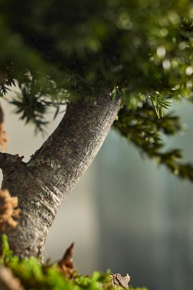 Potted Preserved Juniper Bonsai #1