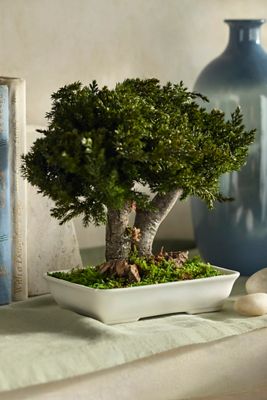 Potted Preserved Juniper Bonsai