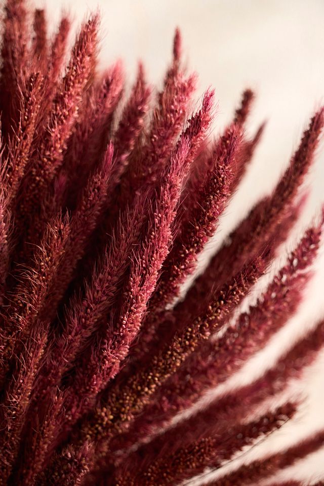 Burgundy Umbrella Sedge Dried Wreath #1