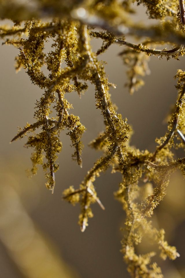 Faux Mossy Branch Spray #3