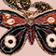 Moth