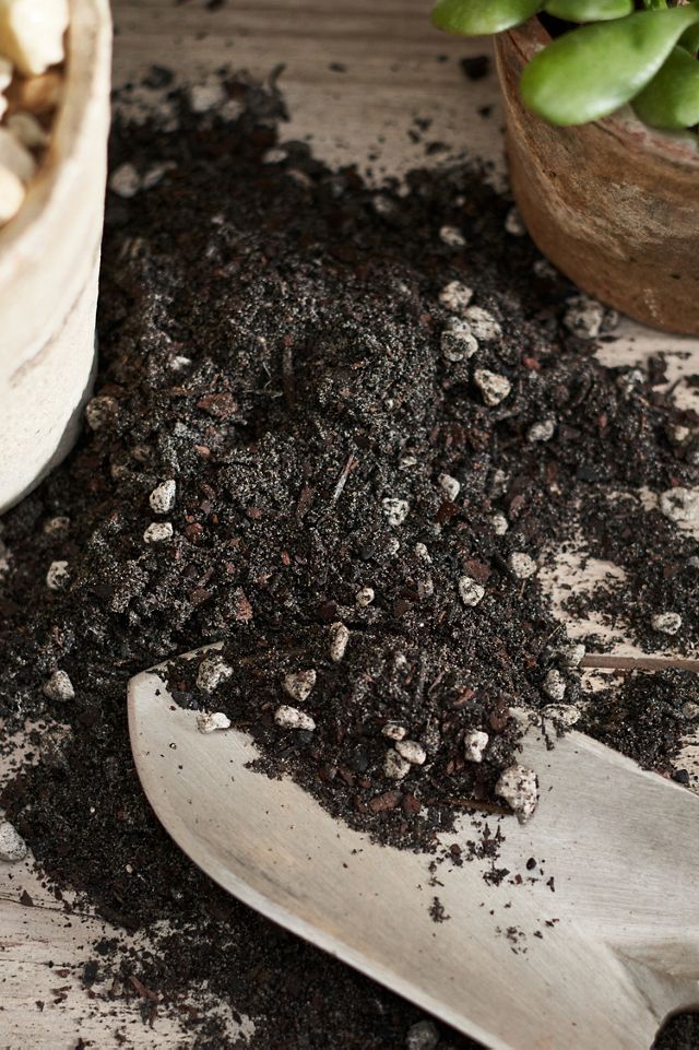 Rosy Soil Cactus + Succulent Soil Mix #1