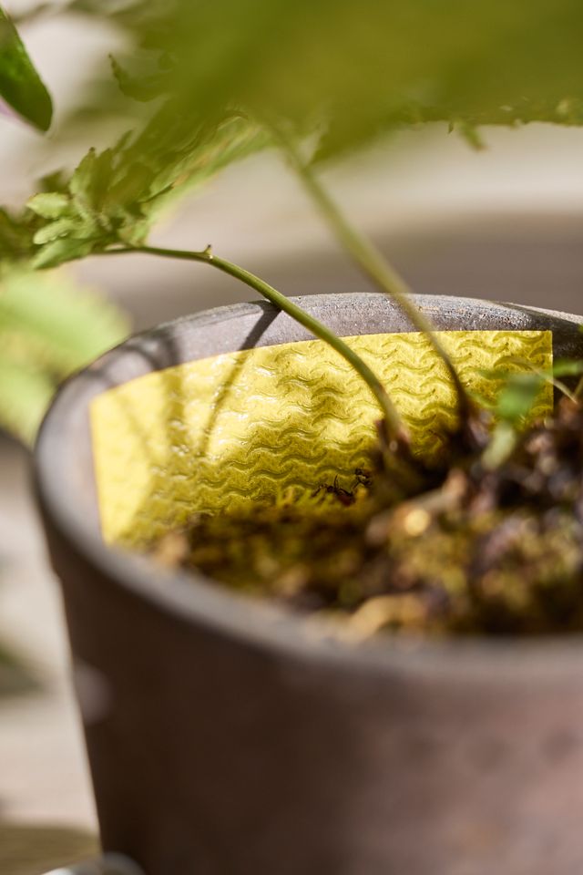 Pest Trap Sticky Planter Strips #1