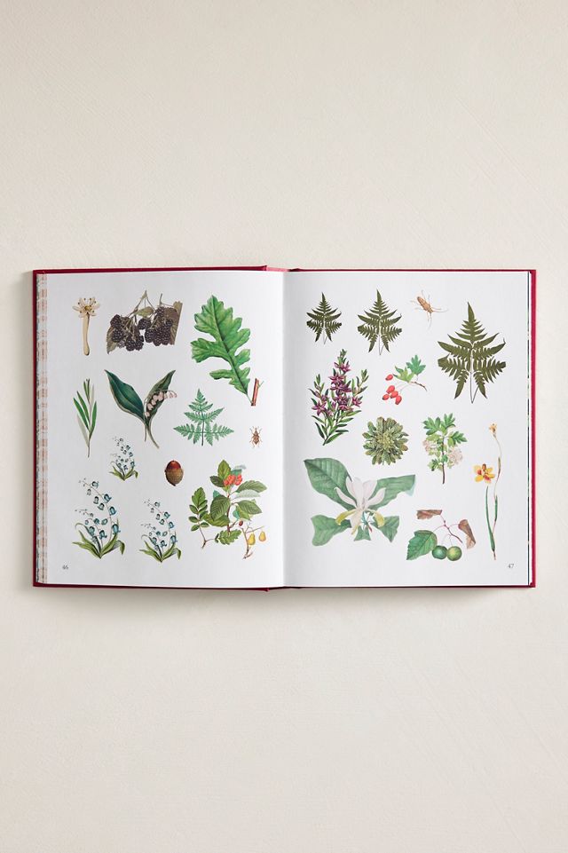 The Forests, Fairies + Fungi Sticker Anthology #2