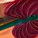 Anthurium