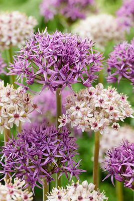 Allium ‘Starlight Blend’ Bulbs