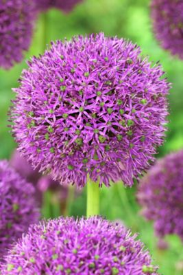 Allium ‘Purple Suze’ Bulbs