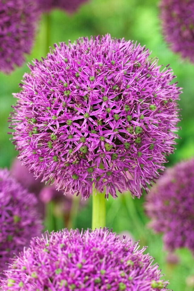 Allium ‘Purple Suze’ Bulbs