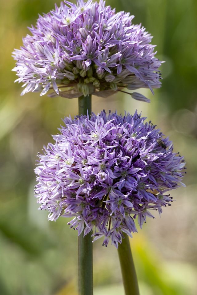 Allium ‘Rosy Dream’ Bulbs #1