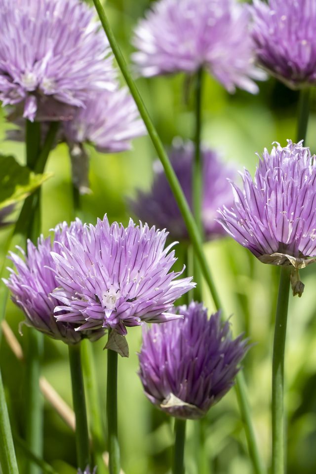 Allium ‘Rosy Dream’ Bulbs #2