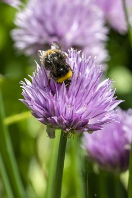 Allium ‘Rosy Dream’ Bulbs