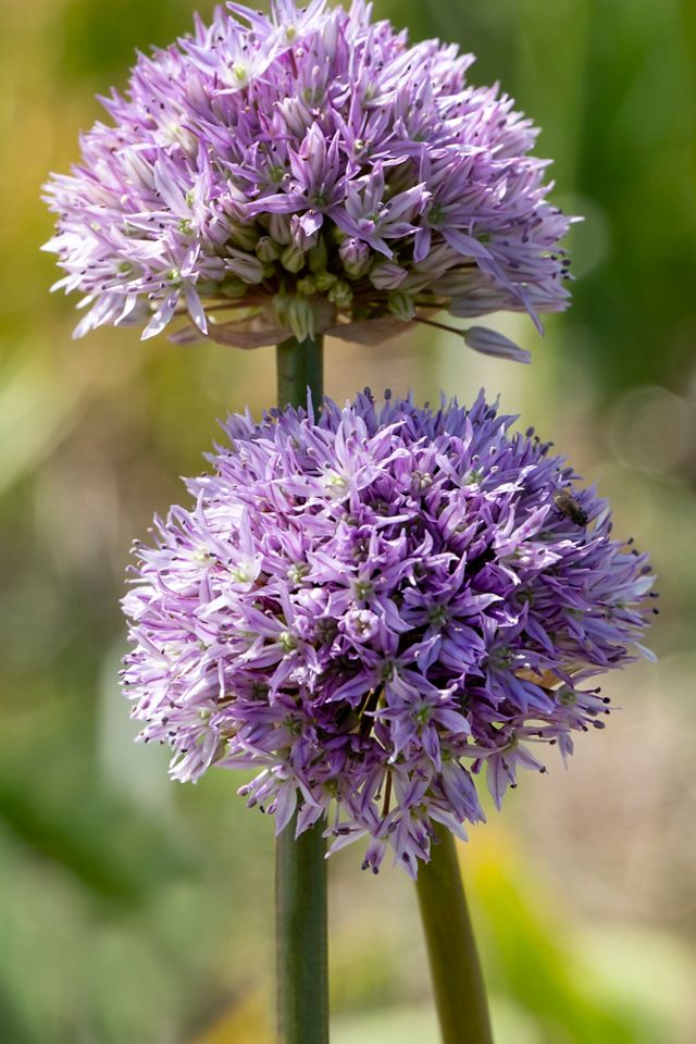 Allium ‘Rosy Dream’ Bulbs