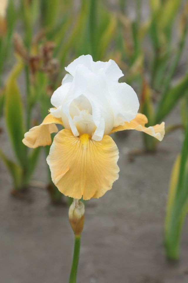 Iris ‘Invitation’ Rhizome