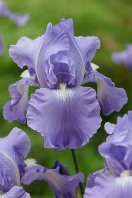 Iris ‘Victoria Falls’ Rhizome