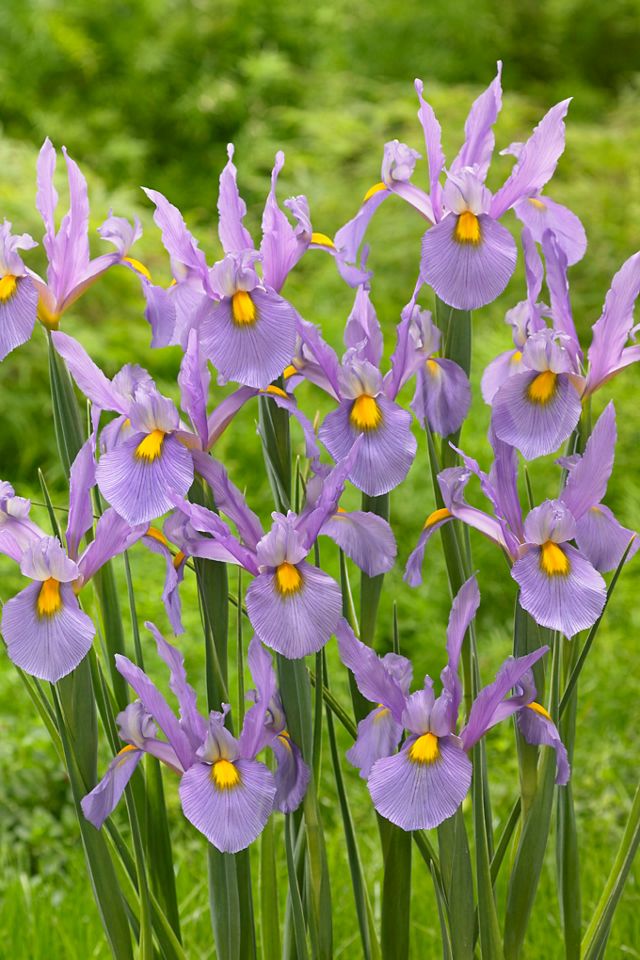 Iris ‘Pink Panther’ Rhizomes